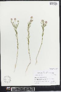 Polygala nuttallii image