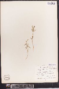 Polygala ambigua image