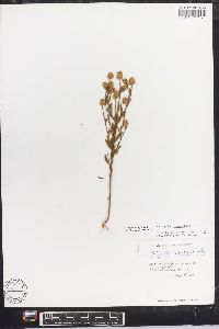 Polygala brevifolia image