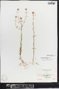 Polygala harperi image