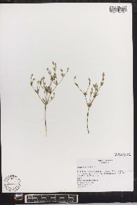 Polygala ambigua image