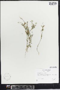 Polygala ambigua image