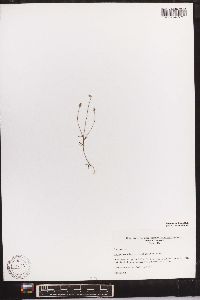 Polygala ambigua image