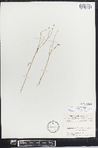 Polygala ambigua image