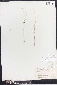 Polygala ambigua image