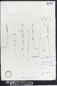 Polygala ambigua image