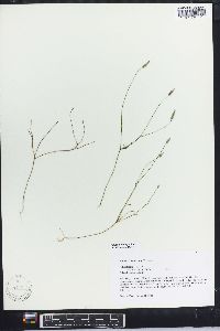 Polygala ambigua image