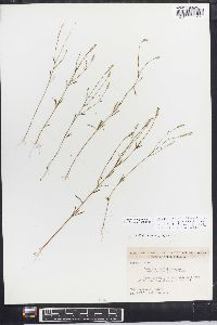 Polygala ambigua image