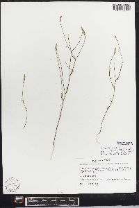 Polygala ambigua image