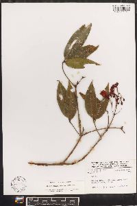 Billia hippocastanum image