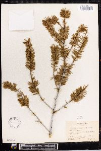 Pseudotsuga menziesii image