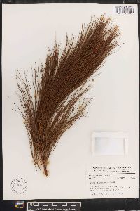 Pinus pseudostrobus image