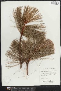 Pinus maximartinezii image