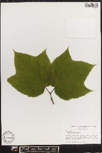 Acer pensylvanicum image