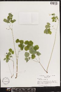 Thalictrum clavatum image