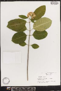 Asclepias variegata image