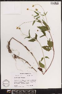 Acmella repens image