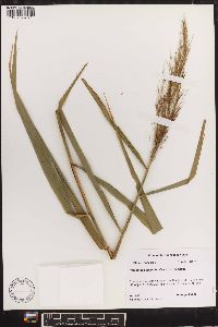 Phragmites australis image