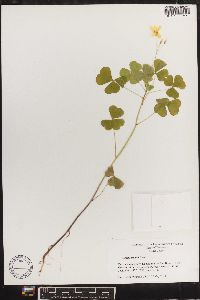 Oxalis grandis image