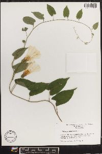 Calystegia catesbeiana image