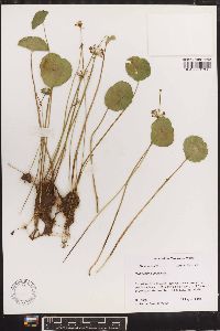 Hydrocotyle umbellata image