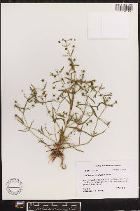 Gratiola quartermaniae image