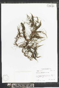 Podostemum ceratophyllum image