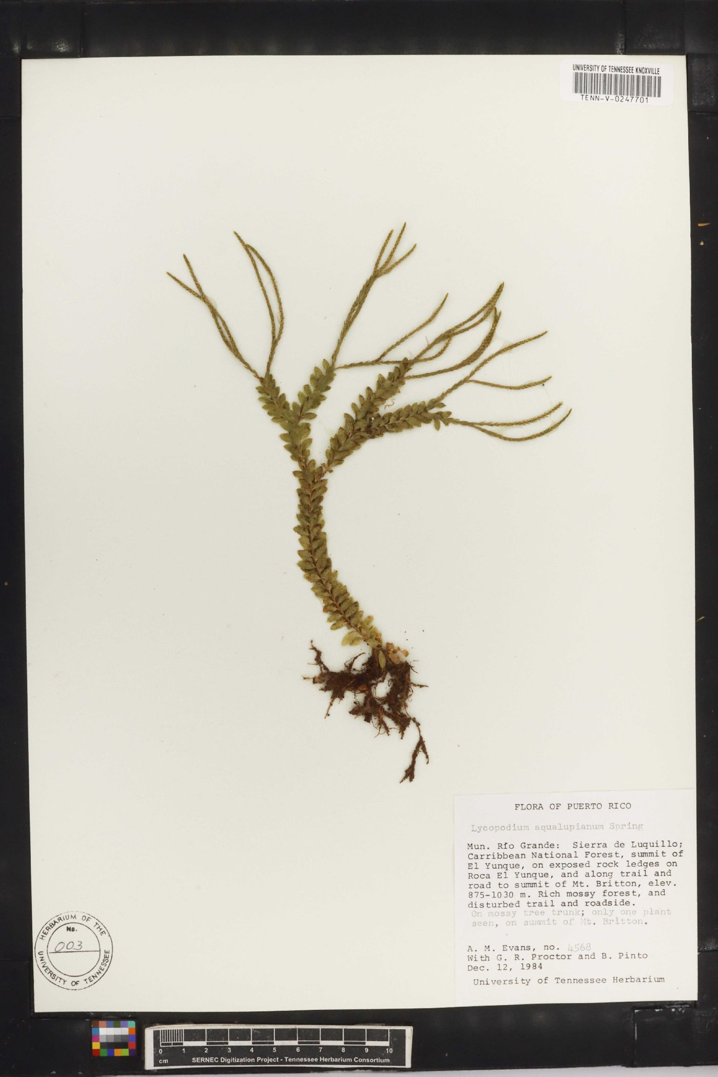 Lycopodium aqualupianum image