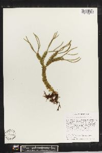 Image of Lycopodium aqualupianum