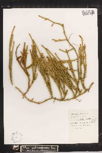Lycopodium contiguum image