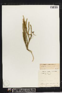 Lycopodium contiguum image