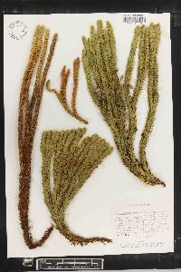 Lycopodium crassum image