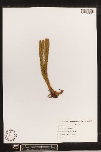 Phlegmariurus cumingii image