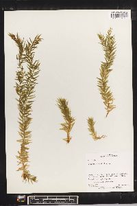 Lycopodium linifolium image