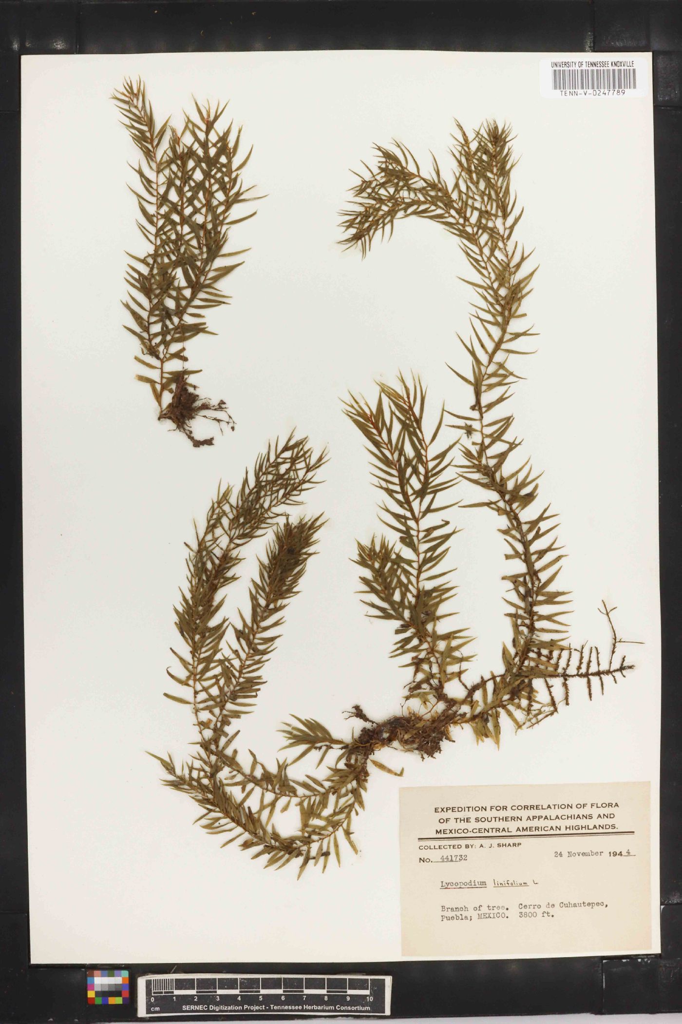 Lycopodium linifolium image