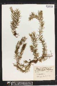 Lycopodium linifolium image