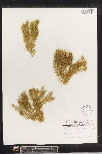 Lycopodium linifolium image