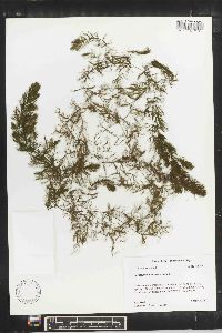 Ceratophyllum demersum image