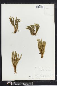 Lycopodium chinense image