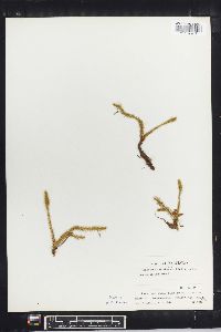 Lycopodium inundatum image