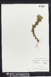 Lycopodium serratum image