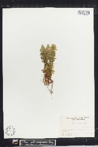 Lycopodium serratum image