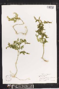 Selaginella anceps image