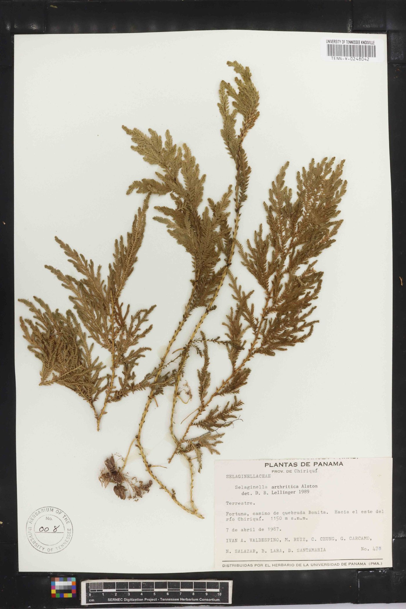 Selaginella arthritica image