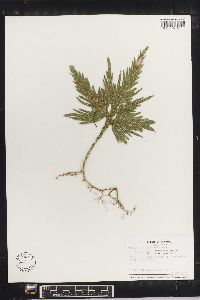 Selaginella arthritica image