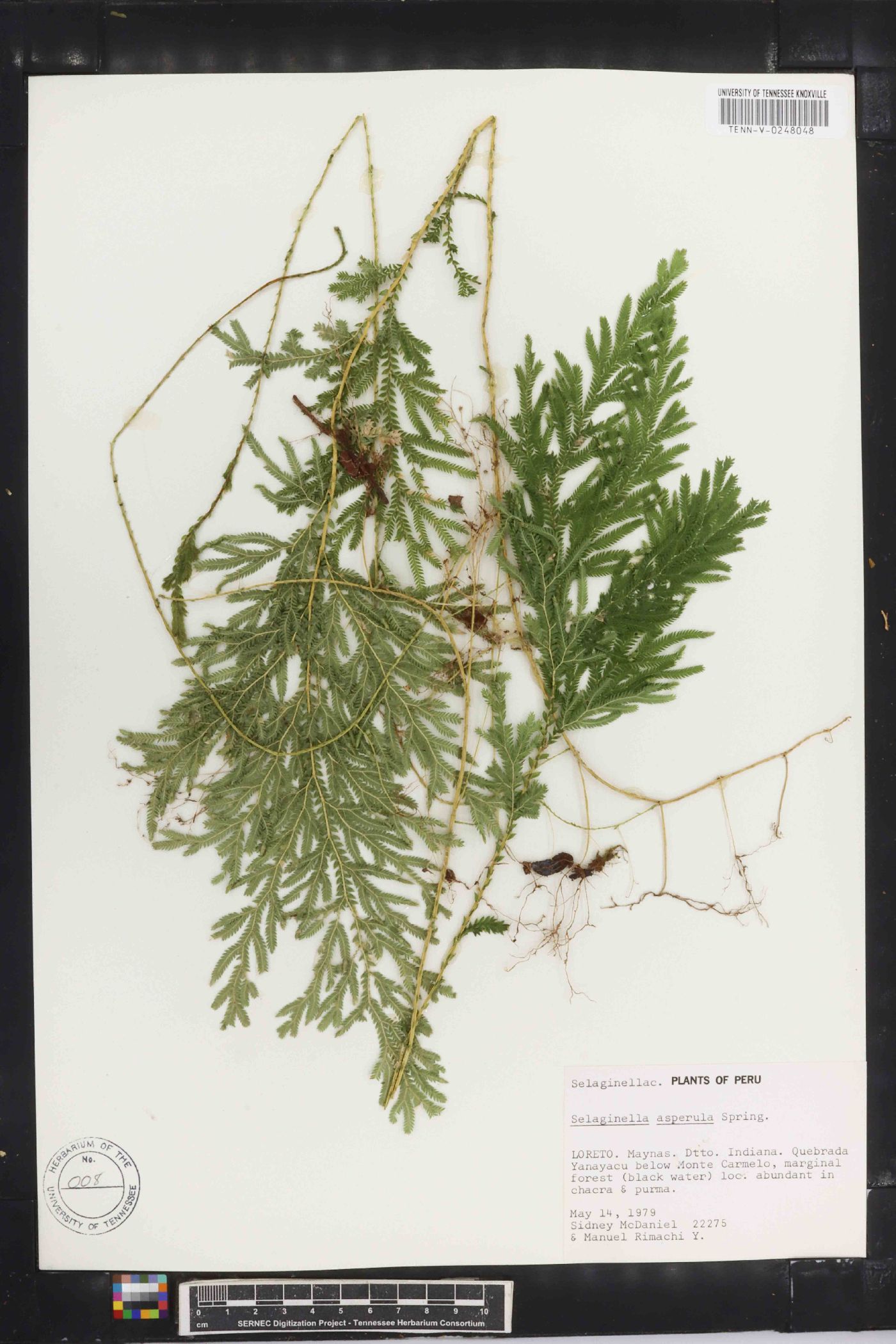 Selaginella asperula image