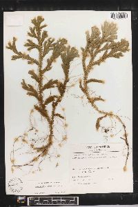 Selaginella epirrhizos image