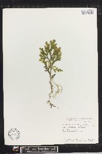 Selaginella estrellensis image