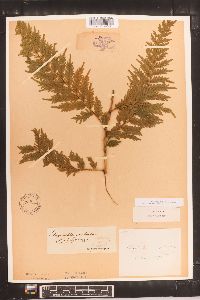 Selaginella exaltata image