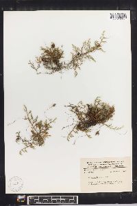 Selaginella extensa image